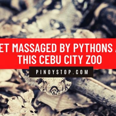 Watch: Get Massaged By Pythons At This Cebu City Zoo